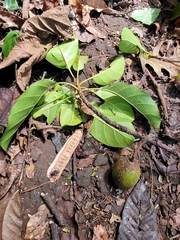 Palaquium stehlinii