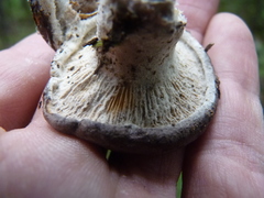 Hypomyces torminosus