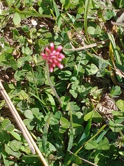 Trifolium polymorphum