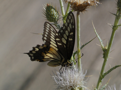 Papilio polyxenes rudkini