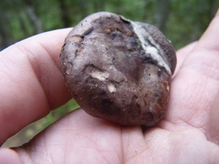 Hypomyces torminosus