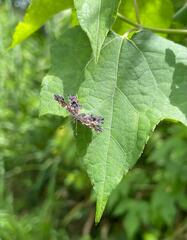 Calydna sturnula