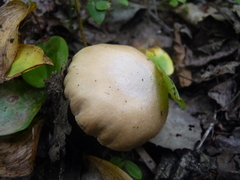 Cortinarius caperatus