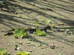 Porphyriops melanops