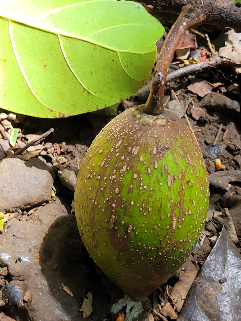 Palaquium stehlinii