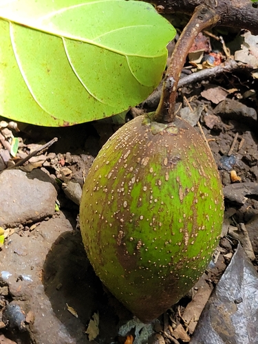 Palaquium stehlinii · iNaturalist United Kingdom