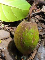 Palaquium stehlinii