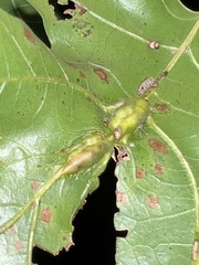 Melikaiella tumifica