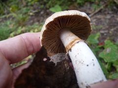 Cortinarius caperatus