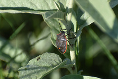 Chlorochroa
