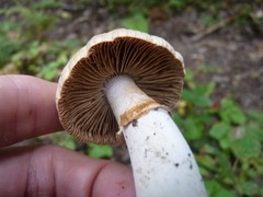 Cortinarius caperatus
