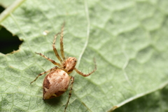 Oxyopes scalaris