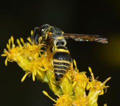 Euodynerus foraminatus