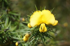 Gompholobium grandiflorum