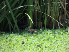 Porphyriops melanops