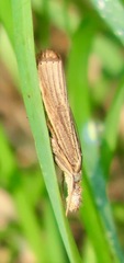 Agriphila vulgivagellus