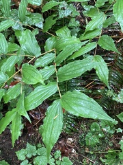 Prosartes hookeri
