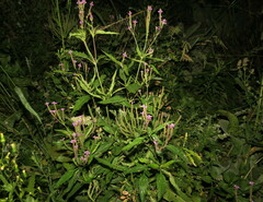 Verbena hastata