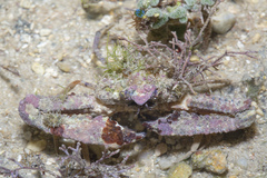 Rhinolambrus pelagicus