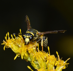 Euodynerus foraminatus