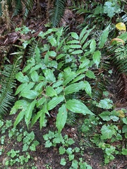 Prosartes hookeri