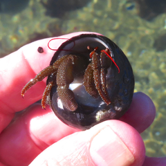 Pagurus granosimanus