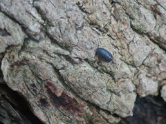 Armadillidiidae