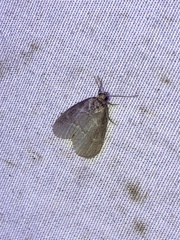 Hyperstrotia pervertens