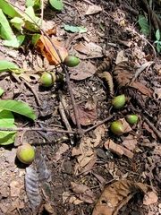 Palaquium stehlinii