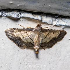 Cnaphalocrocis trebiusalis