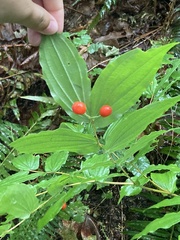 Prosartes hookeri