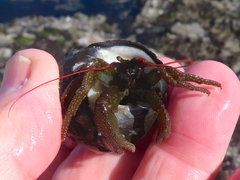 Pagurus granosimanus