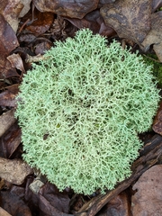 Cladoniaceae