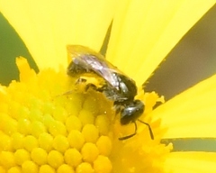 Lasioglossum imitatum