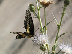 Papilio polyxenes rudkini