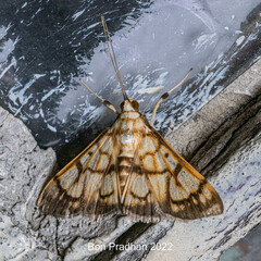 Nosophora euryterminalis