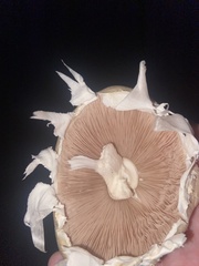 Agaricus bisporus