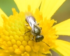 Lasioglossum imitatum