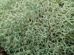 Cladoniaceae
