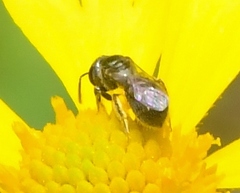 Lasioglossum imitatum