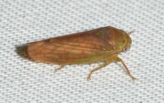 Polana quadrinotata
