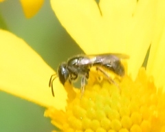 Lasioglossum imitatum