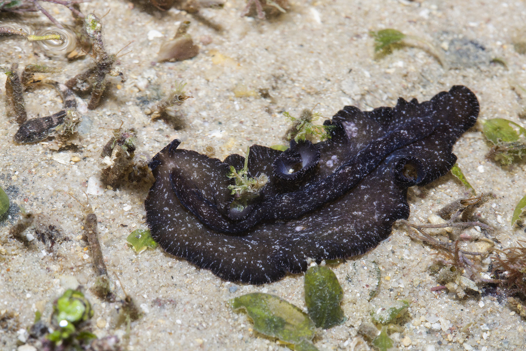 Starry Flatworm