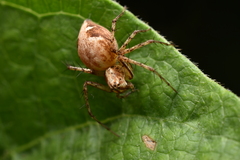 Oxyopes scalaris