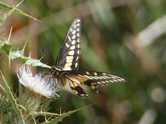 Papilio polyxenes rudkini