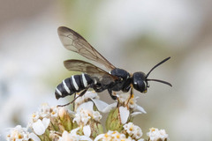 Cerceris nigrescens