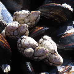 Pollicipes polymerus