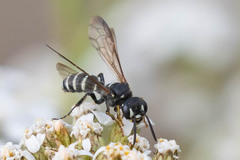 Cerceris nigrescens