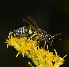 Euodynerus foraminatus