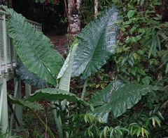 Alocasia robusta